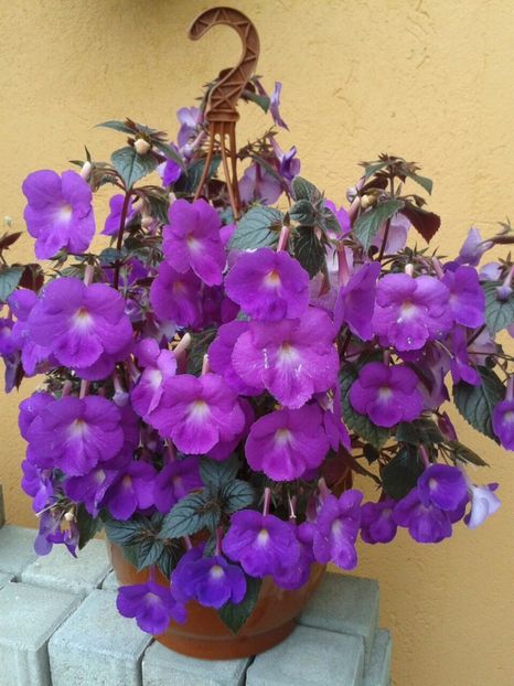Purple King - Achimenes și Kohleria 2018