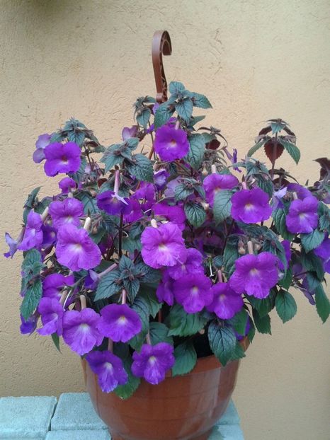 Pulcherrima - Achimenes și Kohleria 2018