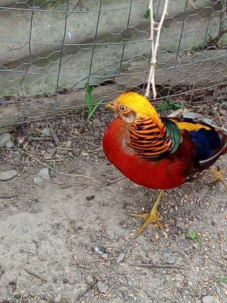  - Fazani auriu pe rosu