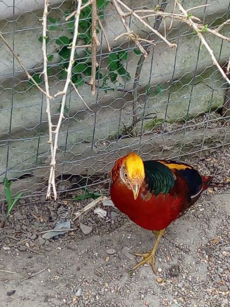  - Fazani auriu pe rosu