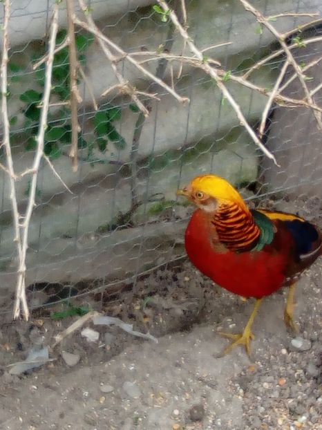  - Fazani auriu pe rosu