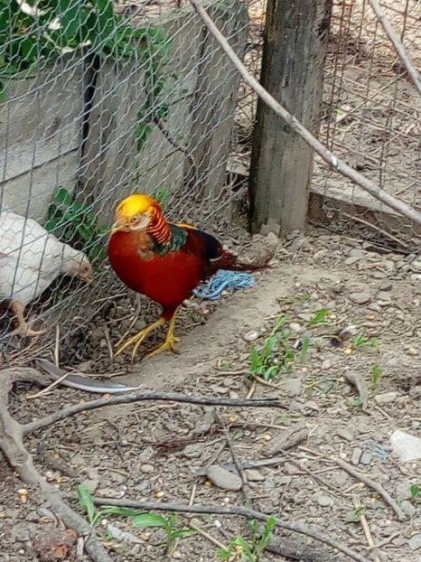  - Fazani auriu pe rosu