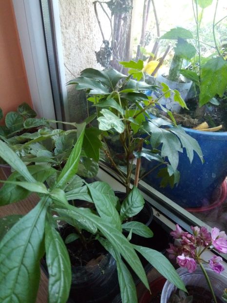 pachstachis si cysus. Multumesc Aurelia44! - iulie-august- 2018