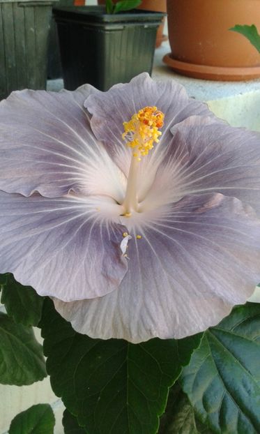 A doua floare - Moreea Mangy Blue
