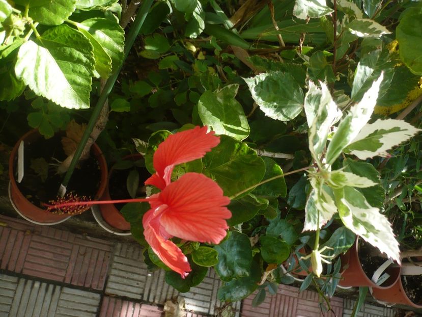 10.08.2018 - HIBISCUSI 2018-3