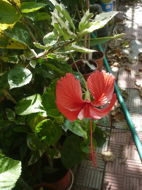 P1390405 - HIBISCUSI 2018-3