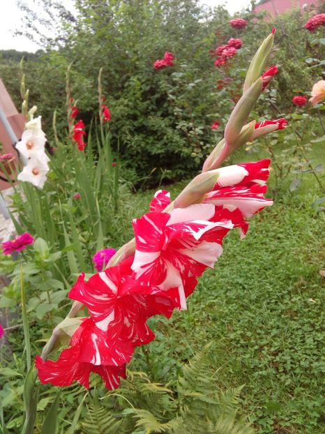  - AAAA_GLADIOLE 2015_2017_2018_2019
