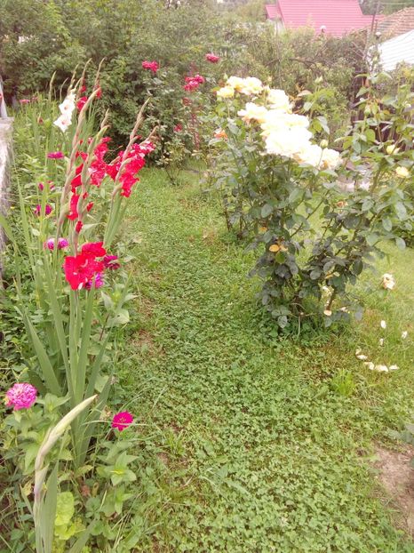  - AAAA_GLADIOLE 2015_2017_2018_2019