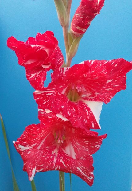  - AAAA_GLADIOLE 2015_2017_2018_2019