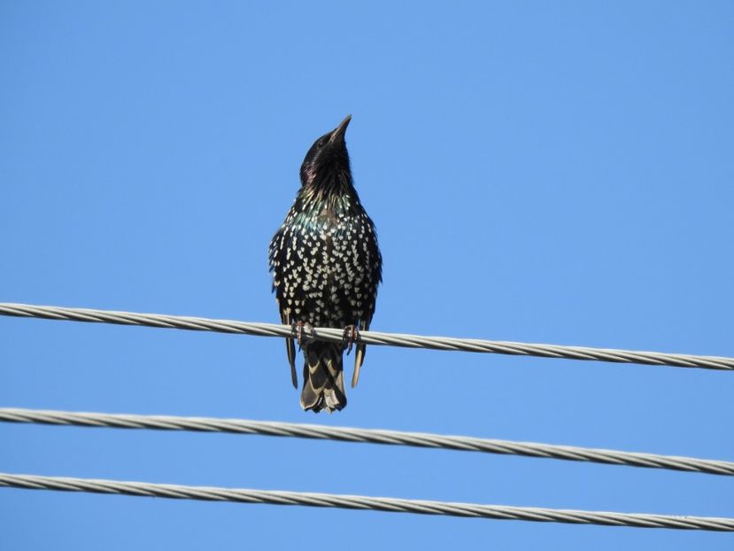 Graur (Sturnus vulgaris) - FOTOGRAFIE