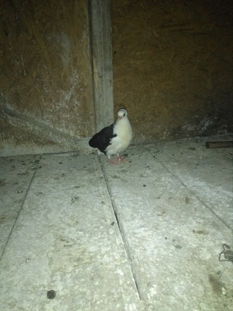  - Puișori jucători 2018