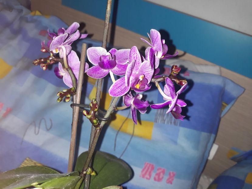  - D- Mini Phalaenopsis