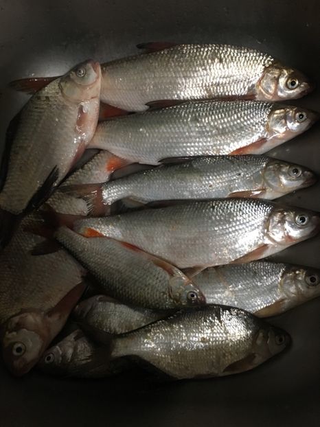 10-08-2018 Biliesti - 11-Alt hobby