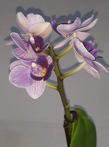  - D- Mini Phalaenopsis
