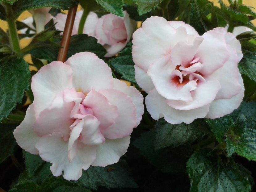 Rebecca Houche - Achimenes și Kohleria 2018