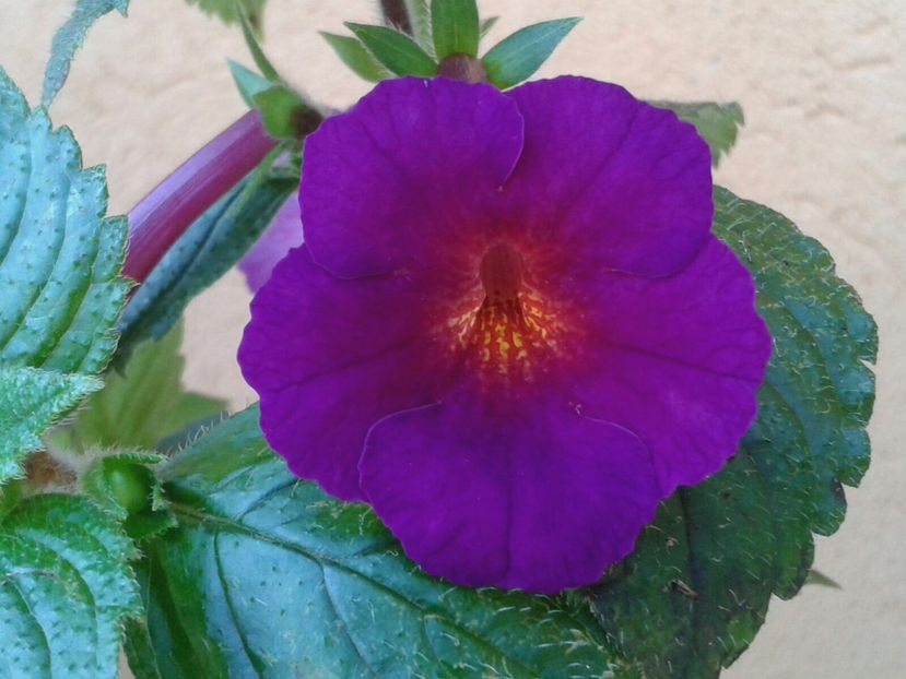 Purple Kimono - Achimenes și Kohleria 2018