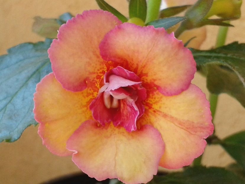 Amalia Vitorino - Achimenes și Kohleria 2018