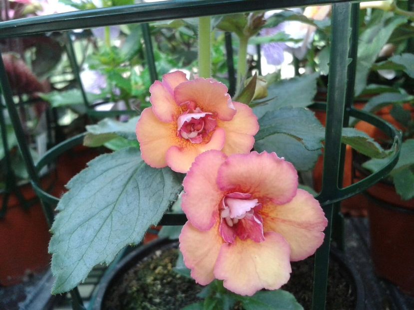 Cytro si Amalia - Achimenes și Kohleria 2018