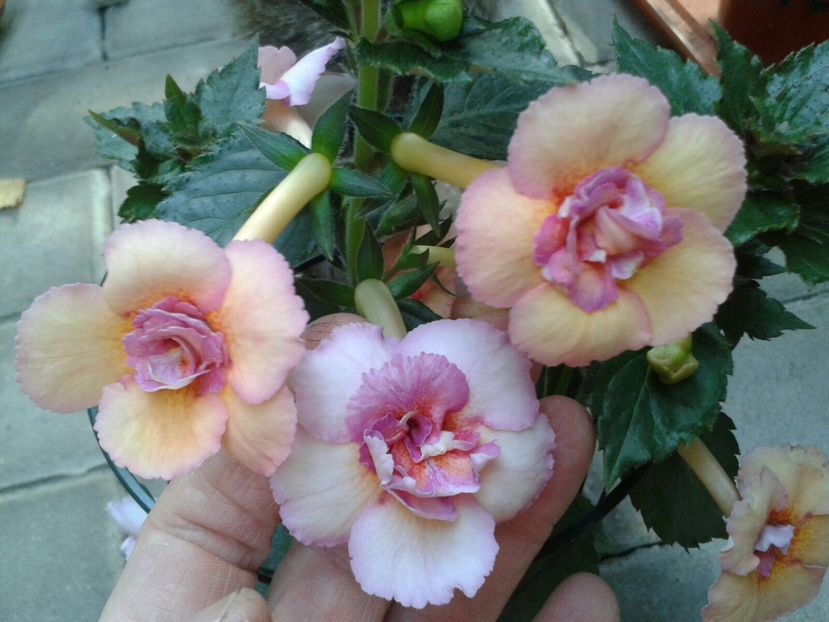 Cytro - Achimenes și Kohleria 2018