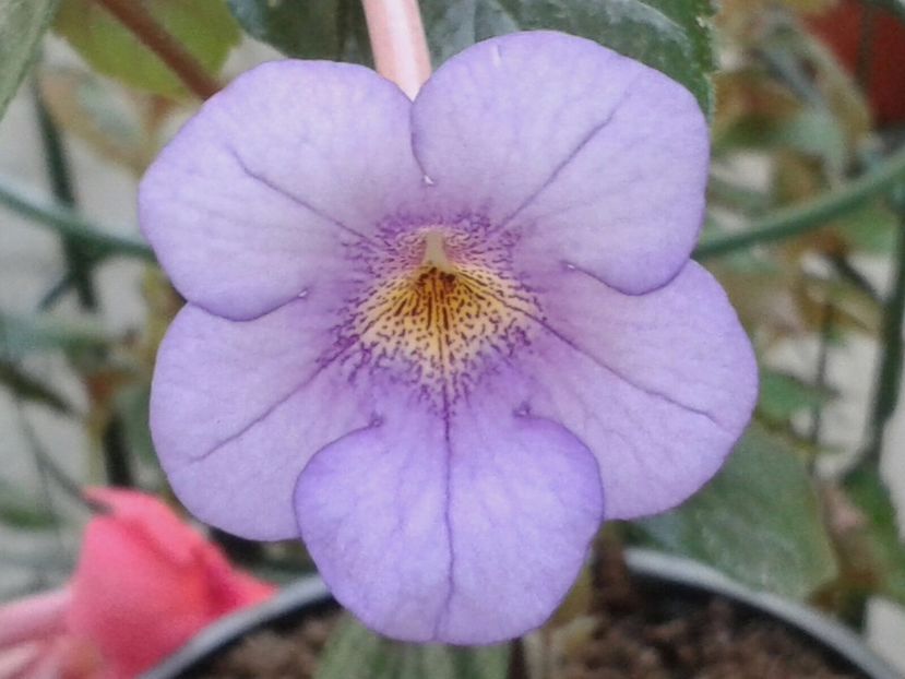 RF‘s Ave Fenix - Achimenes și Kohleria 2018