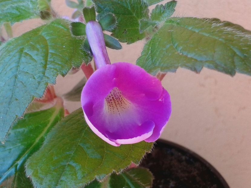 Achicodonia RF‘s Gina Lazos - Achimenes și Kohleria 2018