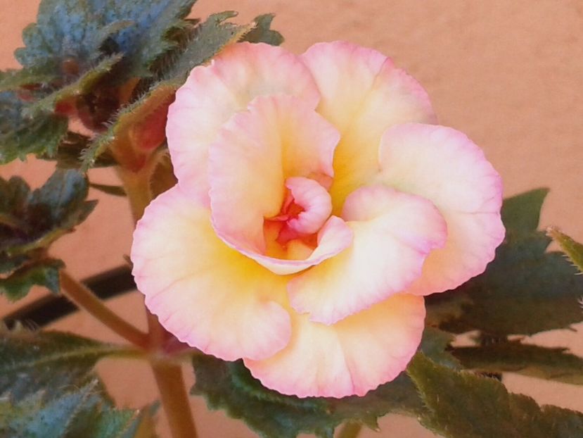 91A52012-11D9-4308-B884-588097F528DE - Achimenes și Kohleria 2018