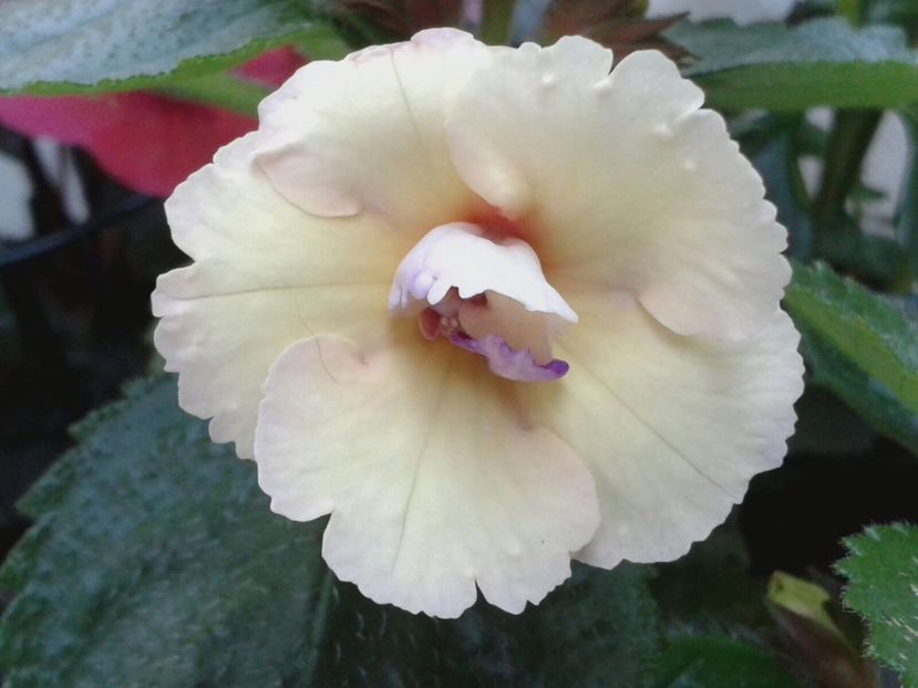 Amour? - Achimenes și Kohleria 2018