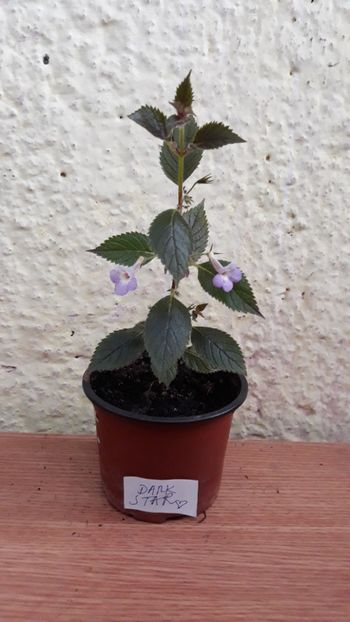  - R19 - Xachicodonia Dark Star