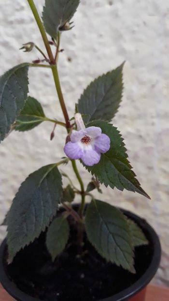  - R19 - Xachicodonia Dark Star