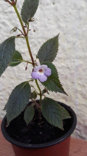  - R19 - Xachicodonia Dark Star