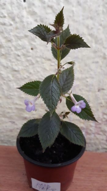  - R19 - Xachicodonia Dark Star