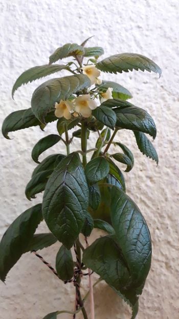  - 001 2018 - Niphea oblonga si xNiphimenes Lemonade