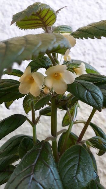  - 001 2018 - Niphea oblonga si xNiphimenes Lemonade