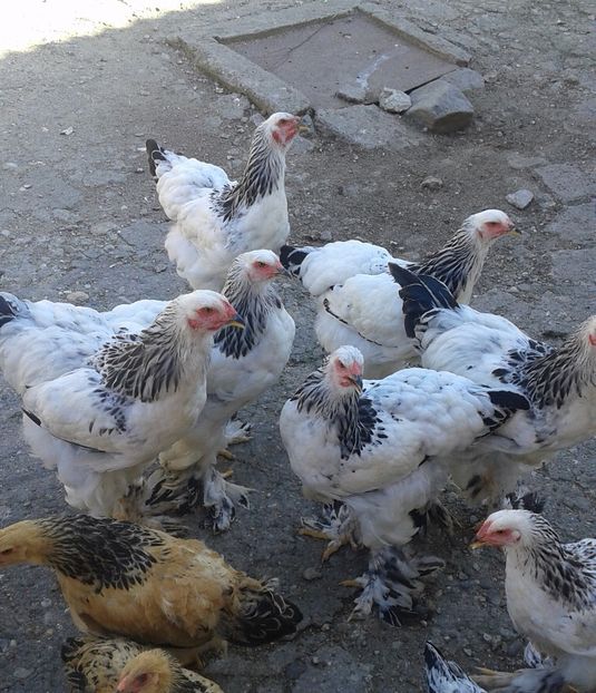 20180810_173317-1 - Pui 2018