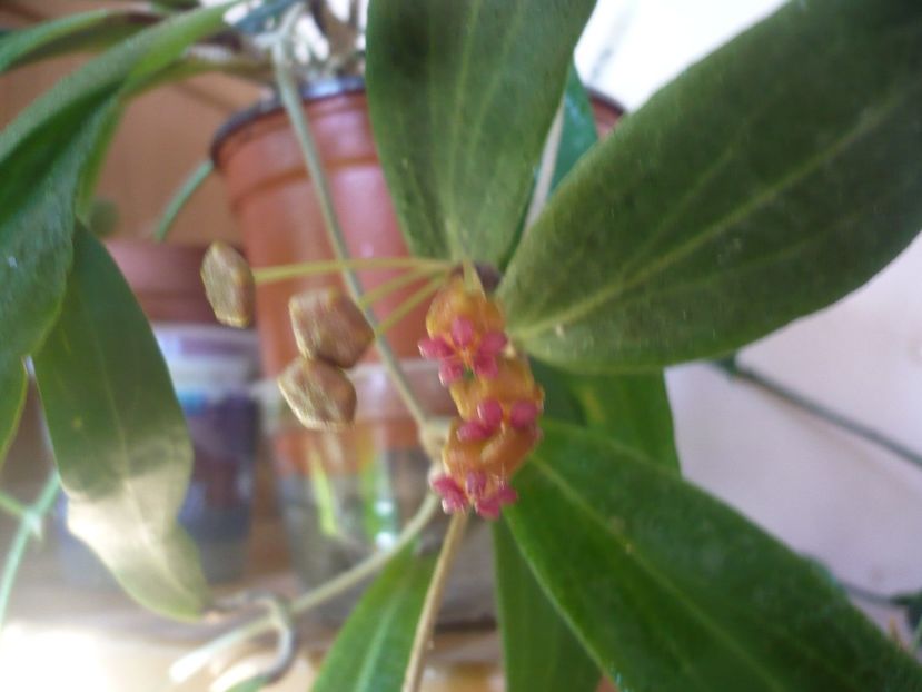 11.08.2018 - HOYA 2018-1