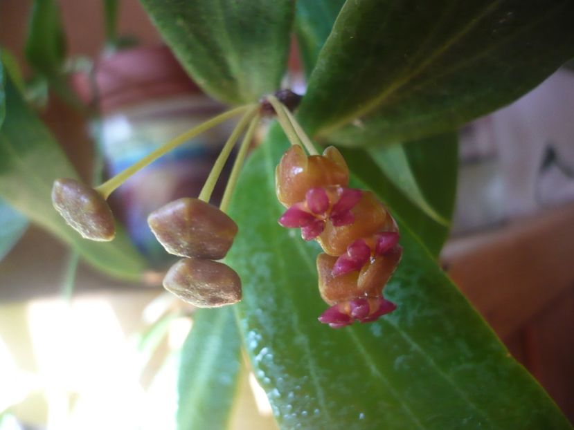 P1390408 - HOYA 2018-1