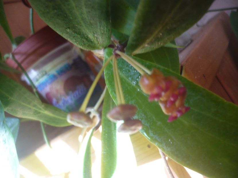 P1390409 - HOYA 2018-1