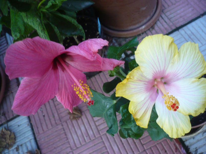 11.08.2018 - HIBISCUSI 2018-3