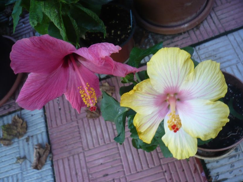 P1390412 - HIBISCUSI 2018-3