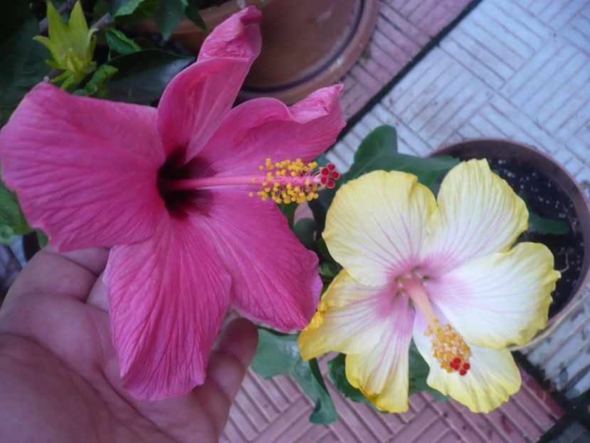 P1390414 - HIBISCUSI 2018-3