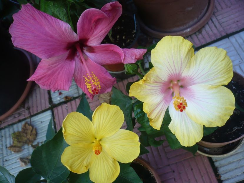 P1390416 - HIBISCUSI 2018-3