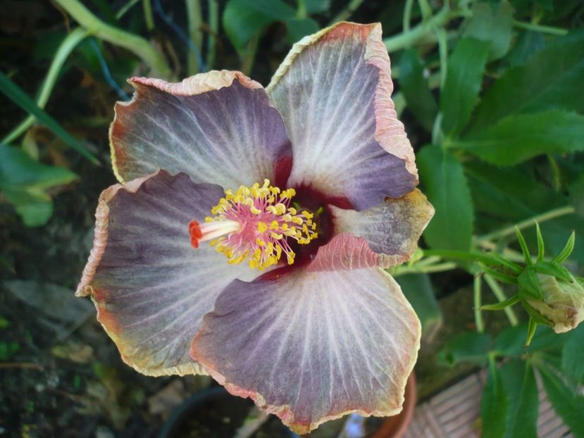 P1390418 - HIBISCUSI 2018-3