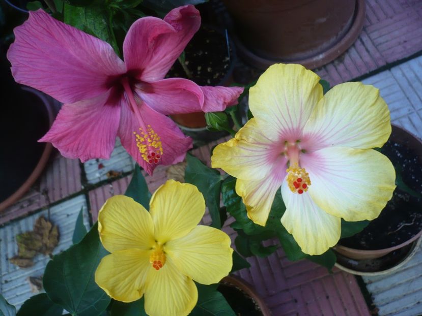 P1390417 - HIBISCUSI 2018-3