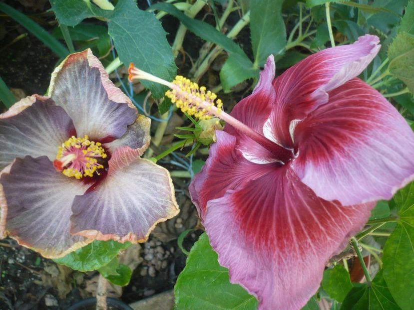 P1390419 - HIBISCUSI 2018-3