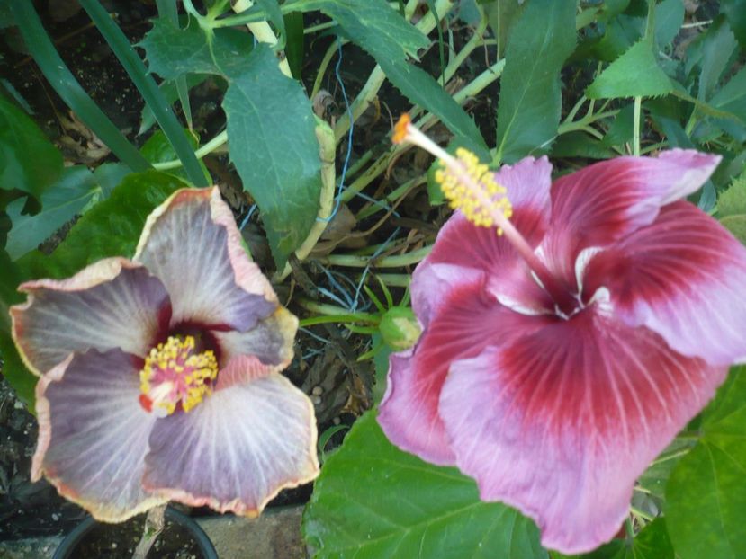 P1390426 - HIBISCUSI 2018-3