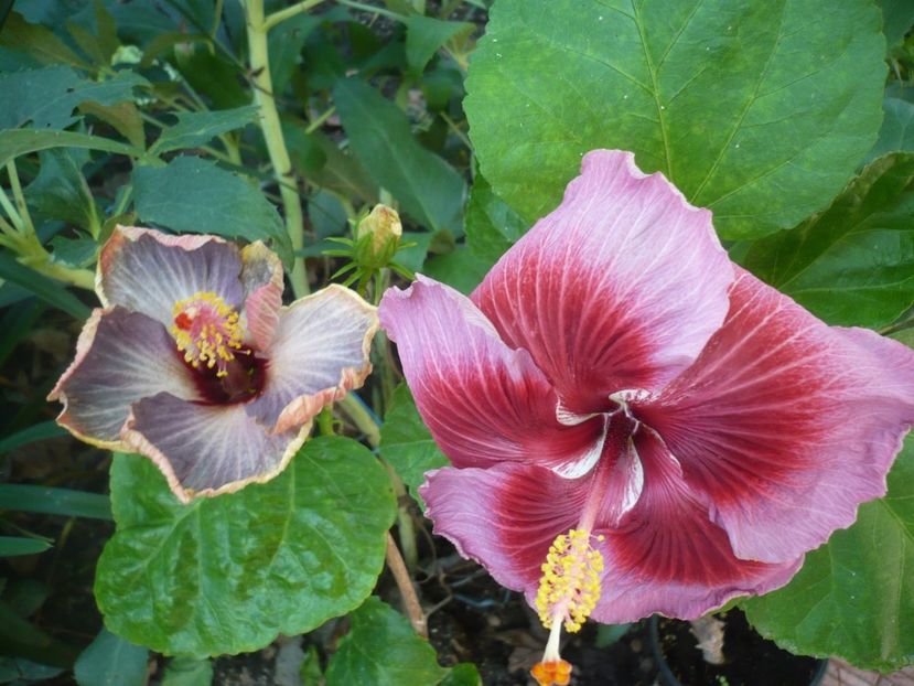 P1390427 - HIBISCUSI 2018-3