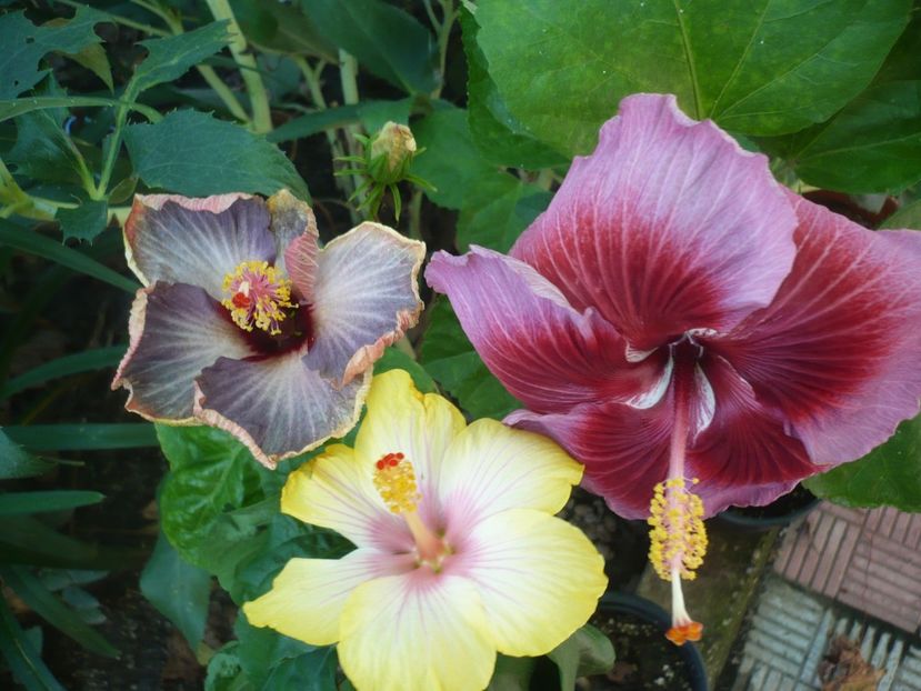 P1390429 - HIBISCUSI 2018-3