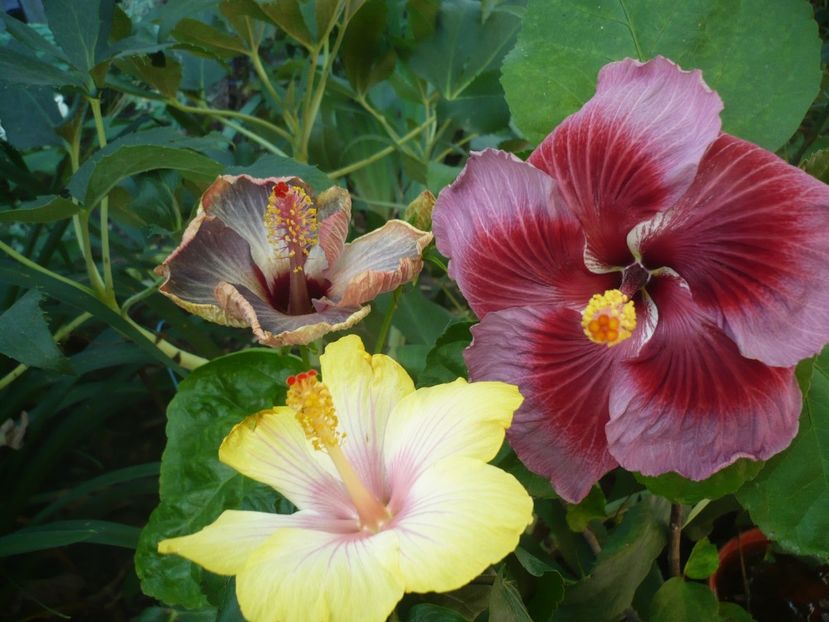 P1390430 - HIBISCUSI 2018-3