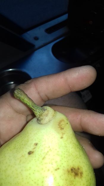  - Pară de la Vasile Pletea posibil Favorita lui Clapp