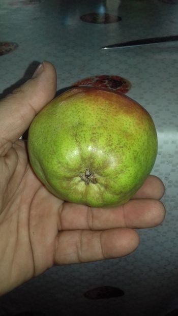  - Belle de Juen Alany